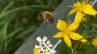 Im Fokus: Symbiosen ermöglichen Artenvielfalt