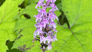 KI-Modell zeigt Verbreitung von Pflanzen