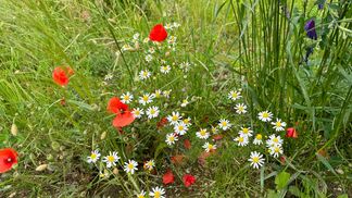 Entwicklungspotenzial Biolandbau