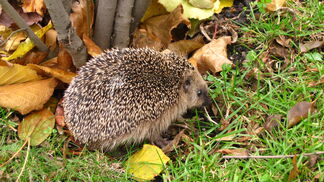 WWF-Report zum dramatischen Artensterben