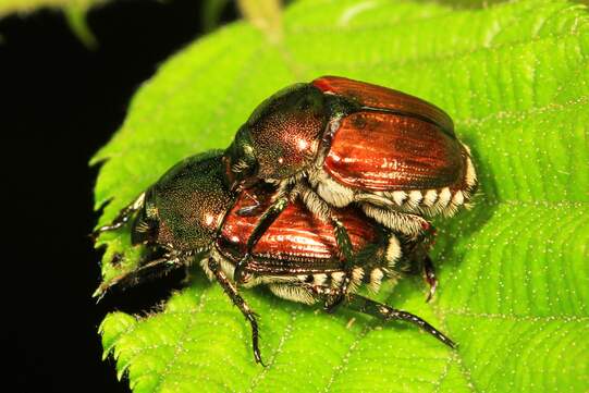 Japankäfer  (Fotos: Wikimedia)