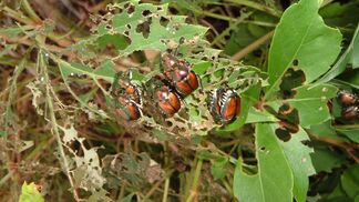 Wettlauf gegen den Japankäfer 