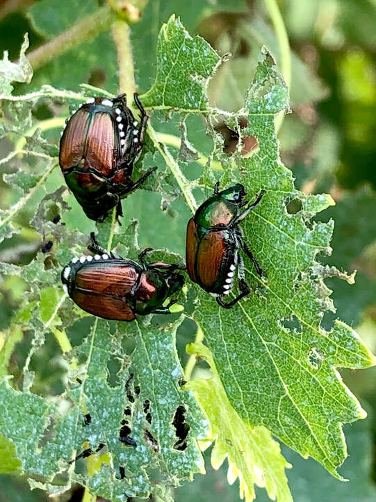 Gemeinsam geht man im Tessin gegen  den Japankäfer vor. Foto: Mauro Jermini / Agroscope