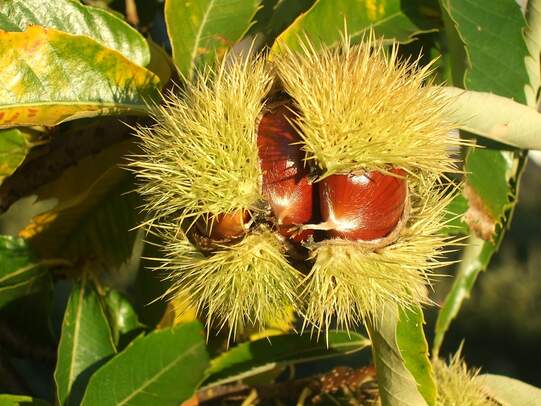 Edelkastanie (Foto: Arnold Unterholzner CC BY-SA 3.0 )