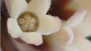 Botaniker entdeckt neue Art – im TV