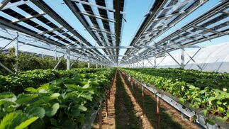 Solarstrom vom Gewächshaus