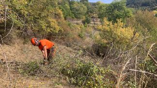 Pro Natura sucht Gärtner für Alpwiesen