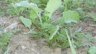 Doppelt so viele Arten leben in den Böden