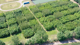 Artenreiche Wälder sind hochproduktiv