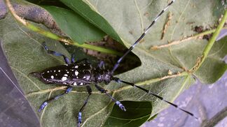 Der Asiatische Laubholzbockkäfer ist zurück