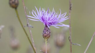 Pflanzen machen sich auf in Richtung der Pole