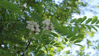Kolonialisierung in der Pflanzenwelt ablesbar