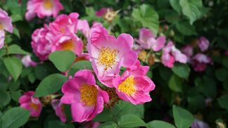 Woher der Duft der Rose stammt