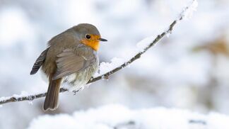 Rotkehlchen wird Vogel des Jahres 2025