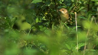 Sumpfrohrsänger wird Vogel des Jahres 2023