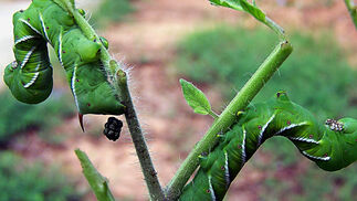 Nahrungskonkurrent bringt Vorteile