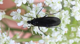 Torfausstieg fördert Trauermücken-Befall