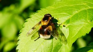 Andere Bestäuber als vor 120 Jahren