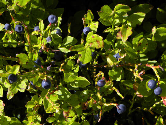 Weniger Beeren bei Schneemangel mit Frost. Foto: Wikimedia / Haeferl
