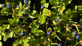 Ohne Schnee weniger Heidelbeerkuchen