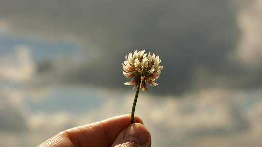 Weissklee (Trifolium repens), auch Kriechklee genannt, ist eine Pflanzenart aus der Gattung Klee (Trifolium) in der Unterfamilie der Schmetterlingsblütler (Faboideae). Die krautige Pflanze ist in Europa, Nordafrika, Südwest- sowie Zentralasien weit verbreitet. Foto: Rieth, Pixabay