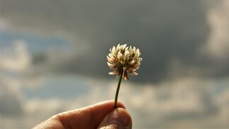 Stadtklee und Landklee