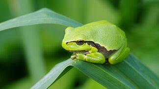 Siedlung: Amphibien regulieren Stechmücken