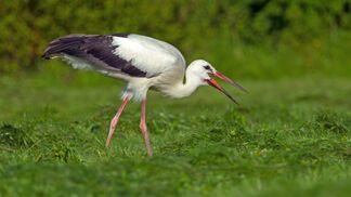Druck auf Tier- und Pflanzenarten nimmt zu