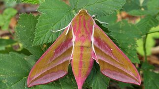 Abgase stören die Orientierung von Insekten