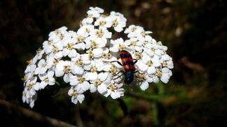 Wiesen-Schafgarbe ist die Wildstaude des Jahres