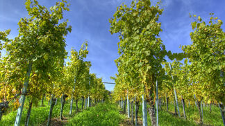 Zunehmend mehr Kupfer und Zink im Boden