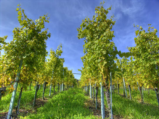 Der Einsatz von Kupfer im Rebbau steht zunehmend in Kritik. Foto: Wikimedia / Martin Abegglen