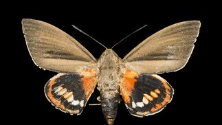 Palmenmotte kann befristet bekämpft werden