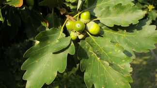 Eichen halten grosse Hitze aus