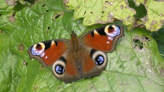 Insekten sind Klimawandel stark ausgesetzt
