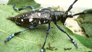Langwieriger Kampf nach dem Befall 