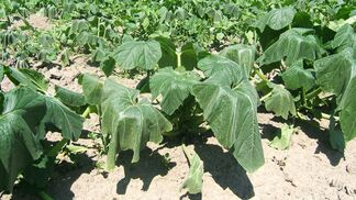 «Klimaresilienter Ackerbau 2035»