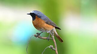 Lebensräume für die Vögel