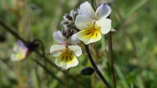 Pflanzen degenerieren bei Umweltänderung