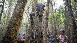 Altes Holz gibt Auskunft zu Klimaveränderung