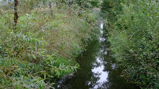 Artenverlust mit gravierenden Folgen