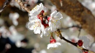 Produktion gesunder Lebensmittel nimmt ab 