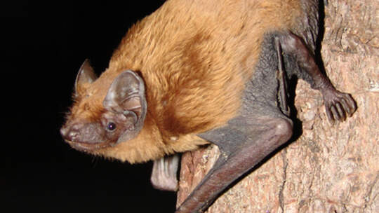 Fledermäuse finden in Städten zu wenig Beute 