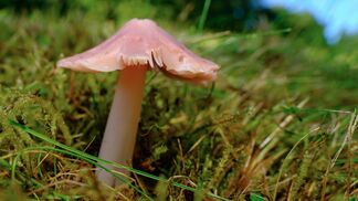 Neue Liste mit 2999 prioritären Arten