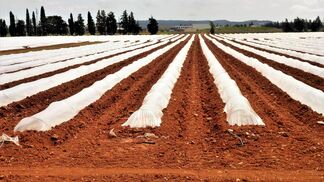 Mikroplastik aus Klärschlamm belastet Böden