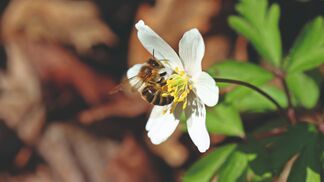 Anemone wird Pflanze des Jahres