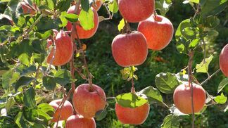 Präzise Daten für Schädlingsrisiken