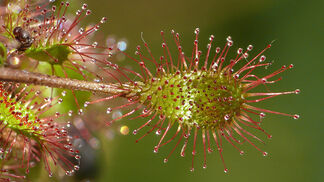 Bayerischer Sonnentau entdeckt