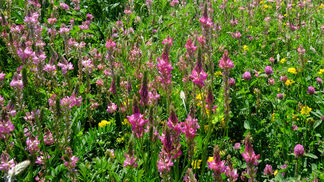 Neophyten werden langfristig integriert