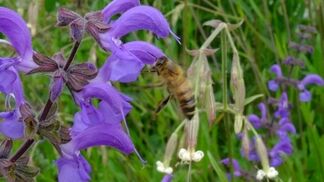 Nützlingsstreifen teils positiv für Wildbienen